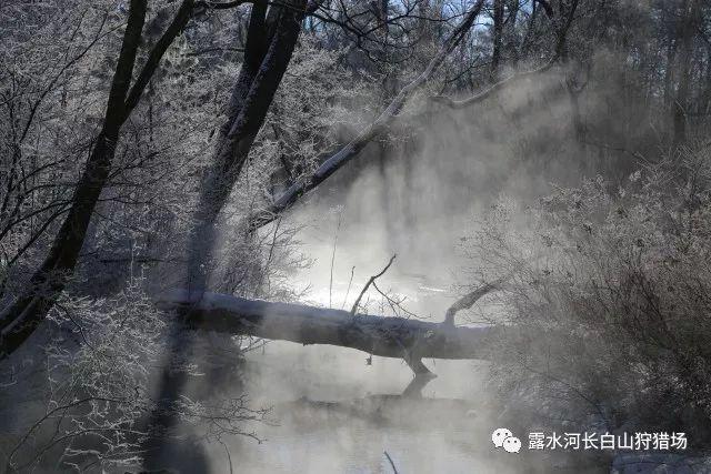 逃离香蕉农田